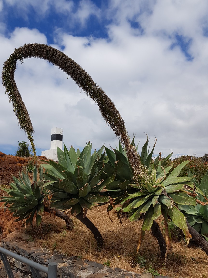 Madeira – Blumen, Meer und&nbsp;mehr